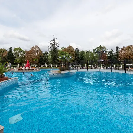 Hrizantema Sunny Beach