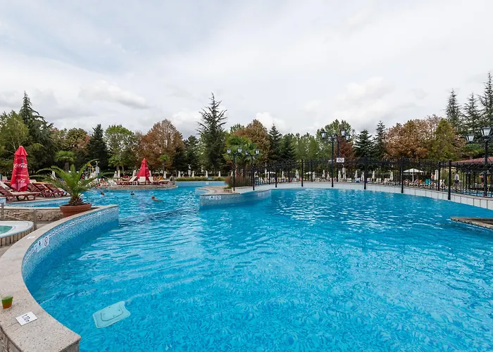 Hrizantema Slăntjev Brjag